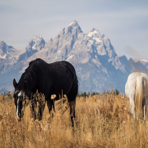 Classic Wyoming - old