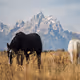 Classic Wyoming - old