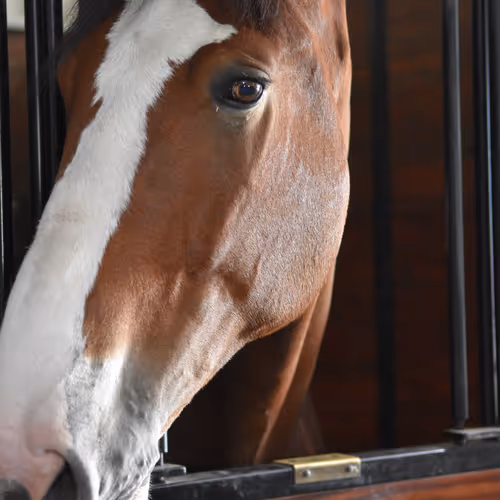 Clydesdales