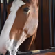 Clydesdales