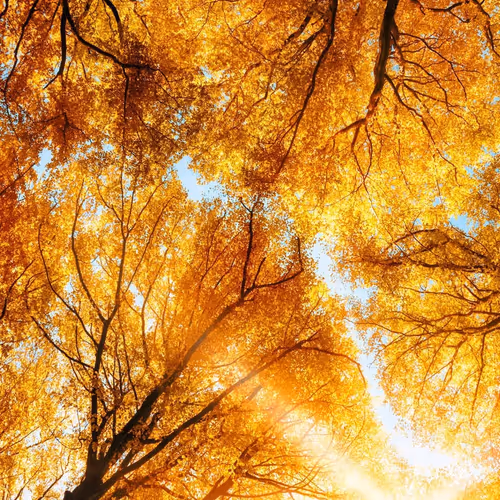 Circuit & Mozaic Abstract Box