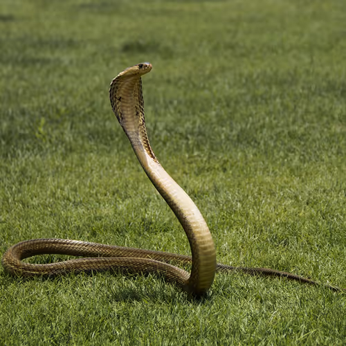 COBRA COLLEC
