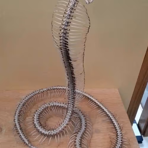Cobra Skeleton