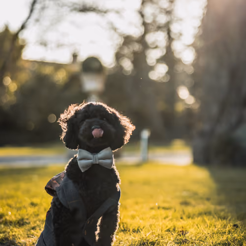 cutest cockapoo ever