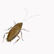 cockroach 101 - old