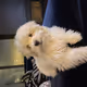 SomePets Coco Loco