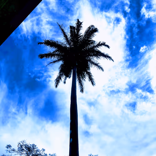 Coconut trees with some colors