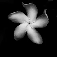 Coexist - Black and White