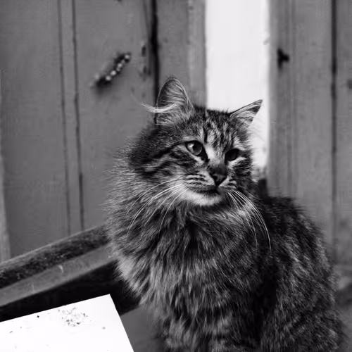 Cats of Capital - old