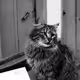 Cats of Capital - old