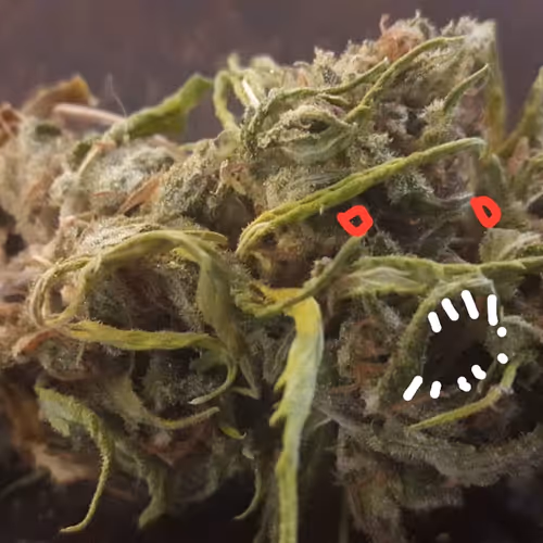 Cogo Monstruo