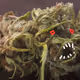 Cogo Monstruo