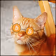 CoinMarketCats