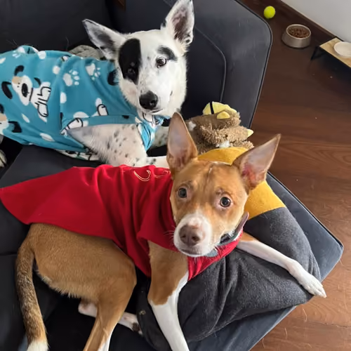Colecao_fotos_dogs