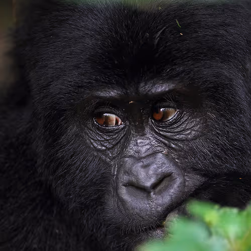 Collaberation with famous nature photographer - old