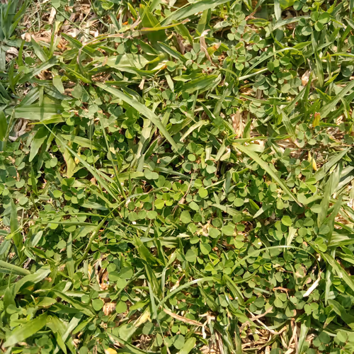 Collectible Texture