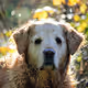 Collection #3: Golden Retrievers - old