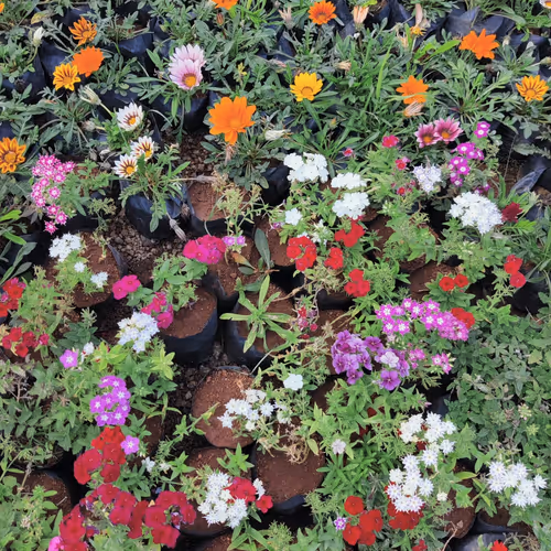 collection from my garden