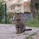 collection of amazing cats