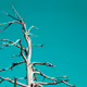 Color Branches
