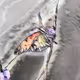 Color of Flight