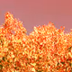Colored Leaves - Third collection