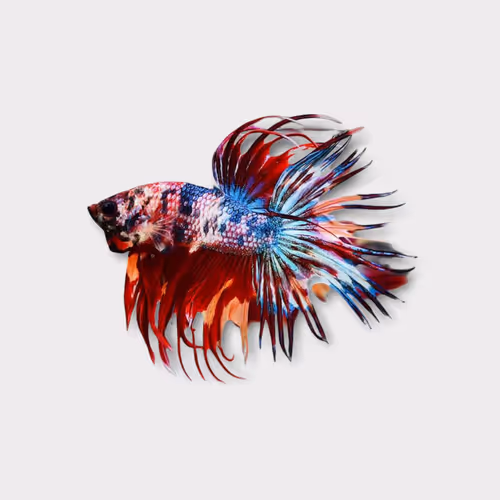 Colorful Betta Fish Collection