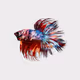 Colorful Betta Fish Collection