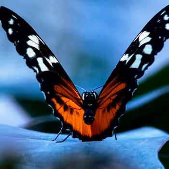 Colorful Little Creatures