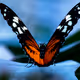 Colorful Little Creatures
