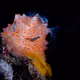 colorful nudibranch collection
