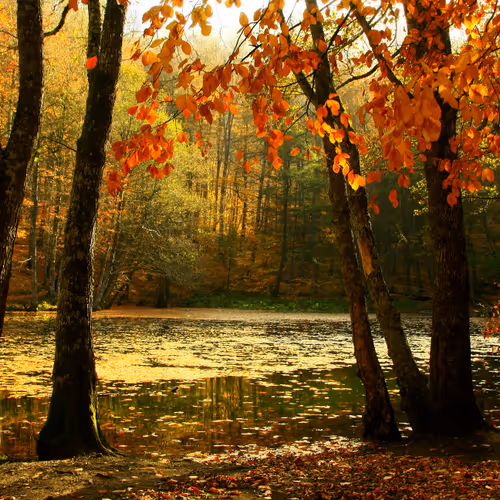 Color of Autumn - old V2