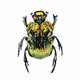 ColorsBUGs
