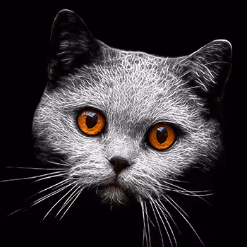 Competition Cat CC