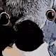 Confused Koala