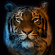 ContestDesigns