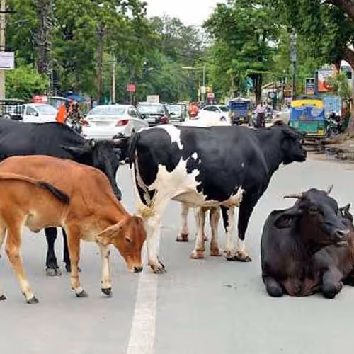 Cool Cow Rules
