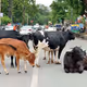 Cool Cow Rules