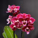 Cool Plants