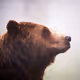 Coola The Grizzly