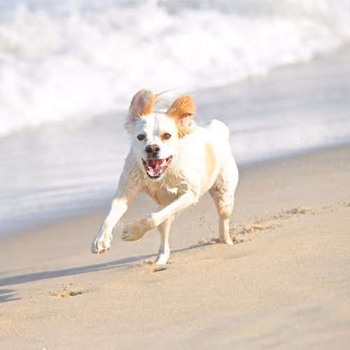 Beachdogs