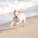 Beachdogs