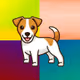 Cool Jack Russells