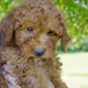 CoopTheGoldenDude