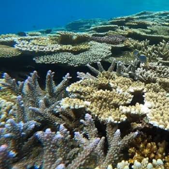 Coral Reef in Ishigaki