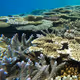 Coral Reef in Ishigaki