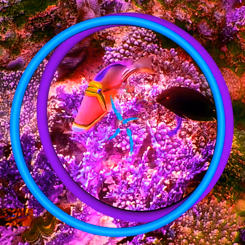 CORAL DREAM ENIGMATIC