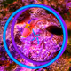 CORAL DREAM ENIGMATIC