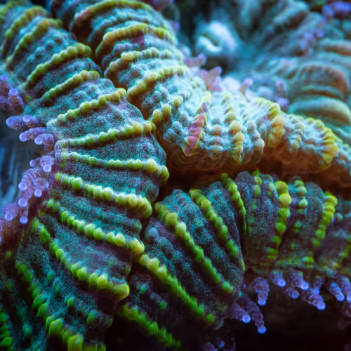 Corals in Macro