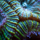 Corals in Macro